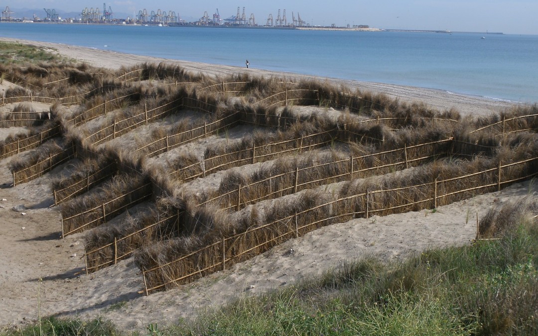 Dune restoration in the beach of “La Creu”, Valencia (Valencia)